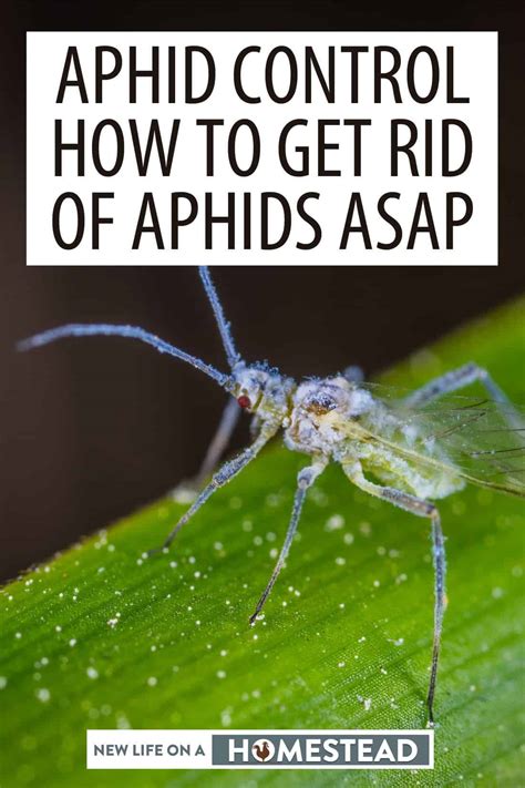 Aphid Control How To Get Rid Of Aphids Asap New Life On A Homestead