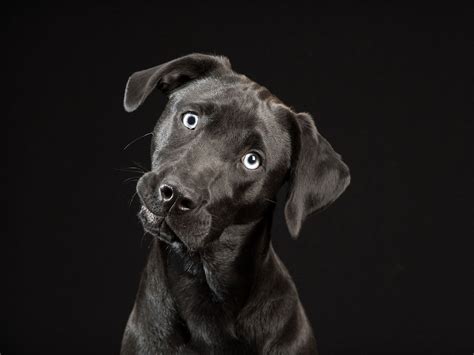 Black Dogs Project Photographer Unveils Gallery Of Dark