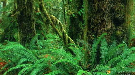 73 Rainforest Backgrounds On Wallpapersafari