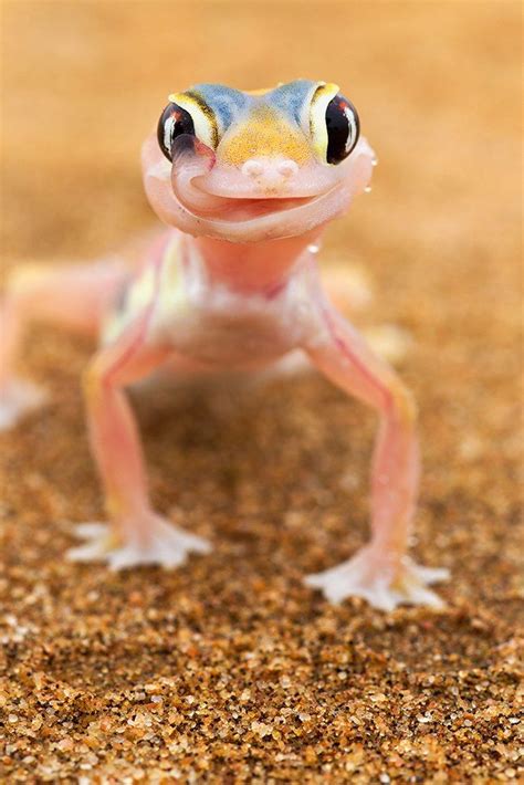 Pink Web Footed Gecko Martin Harvey Nature Animals Animals And Pets