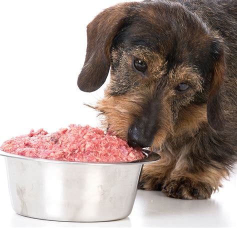Qué comen los perros mejores alimentos y los peores