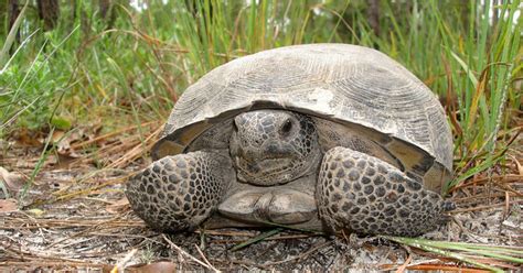 How Were Protecting Gopher Tortoises Tortoise Wildlife Tortoises