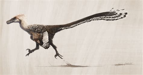 Velociraptor Mongoliensis By Thewoodparable On Deviantart