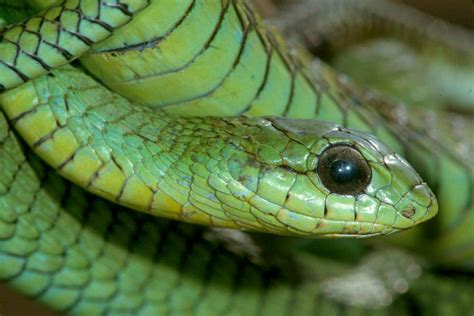 What Does Boomslang Snake Venom Do How Deadly Is A Boomslang