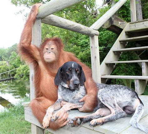 15 Unlikely But Heartwarming Animal Duos