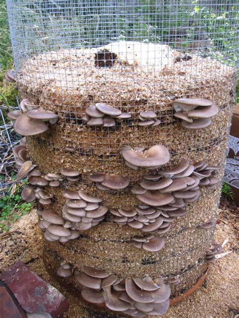 25 Best Images About Mushroom Farming On Pinterest Garden Mushrooms