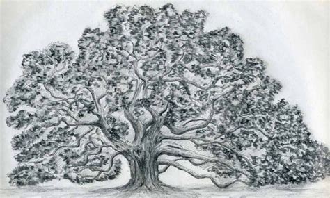 Draw An Oak Tree Lots Of Great Drawing Ideas Here Oak