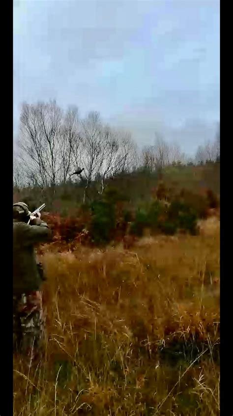 Pheasant And Partridge Game Hunting Ireland