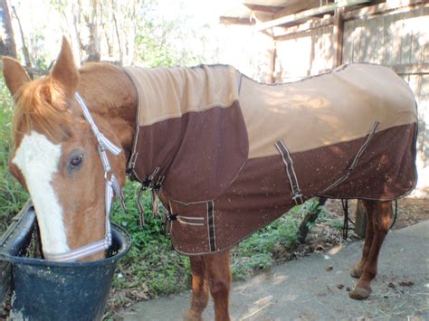 Jill curtis runs the shiloh horse rescue and sanctuary in las vegas, nevada. Save a Horse Australia Horse Rescue and Sanctuary: Update ...
