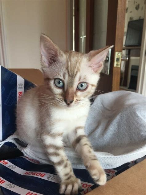 Color seal lynx point (fh). Bengal Snow Lynx Kittens For Sale | in Milton Keynes ...