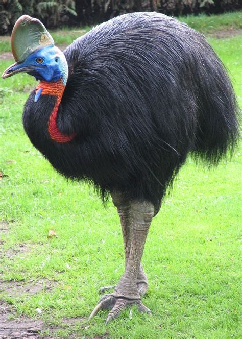 About Wild Animals Picture Of A Southern Cassowary Flightless Bird