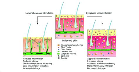 Effects Of Lymphatic Vessel Stimulation Or Inhibition On Skin