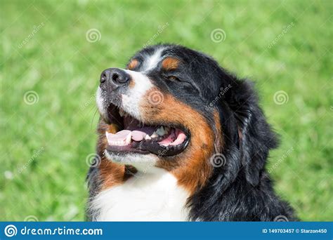 Cute Bernese Mountain Dog Puppy Is Sitting On A Green