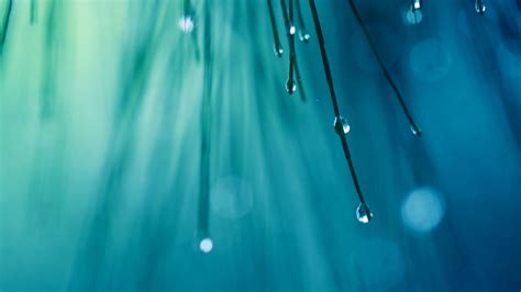Wallpaper Sunlight Reflection Plants Blue Background Water Drops