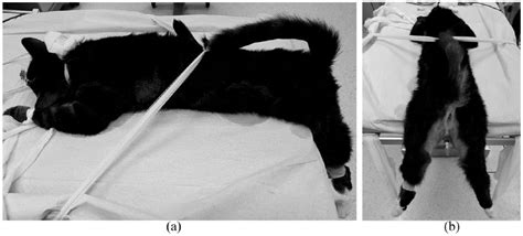 Effect Of Intraoperative Positioning On Postoperative Neurological Status In Cats After Perineal