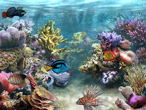 45 Saltwater Aquarium Wallpaper On Wallpapersafari