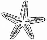 Starfish Drawing Sea Star Fish Draw Outline Line Project Sketch Clipart Drawings Under Getdrawings Drawn Pencil Clipartmag Theme Powerpoint Gina sketch template