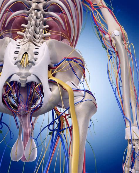 Trapped Nerves We Identify The Main Reaons They Happen