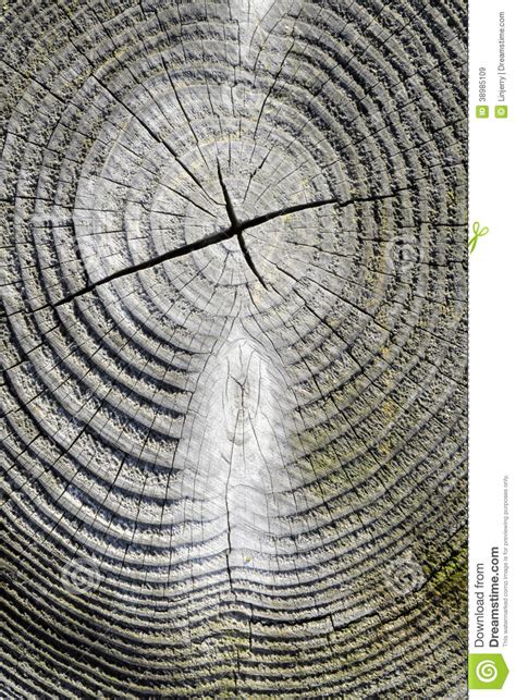 Cracked Pine Tree Trunk In Cross Section Stock Image Image Of Cross