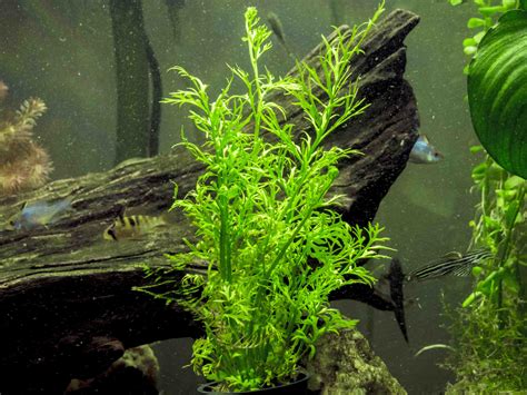Water Sprite Aka Indian Water Fern Ceratopteris Thalictroides 6 To