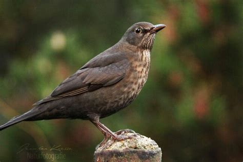 Female Blackbird 🐦