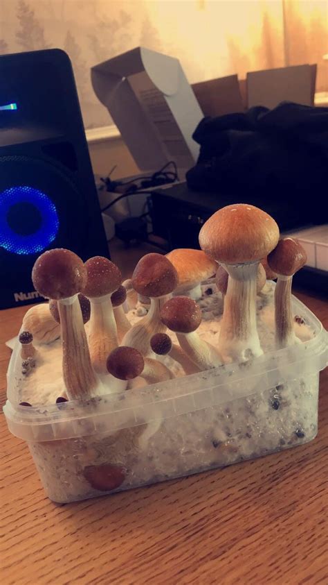 Magic Mushroom Grow Kit Yield All Mushroom Info