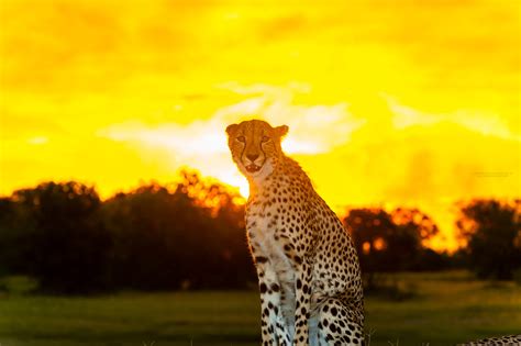Cheetah At Sunset Kwara Camp Okavango Delta Botswana Blaine