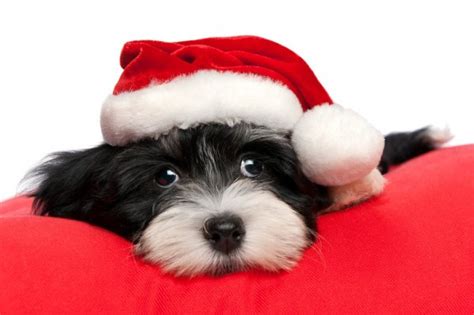 Cute Reddish Lying Christmas Havanese Puppy Dog With A Santa Hat