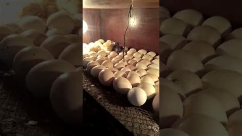 Homemade Incubator Hatching Result 100 Youtube