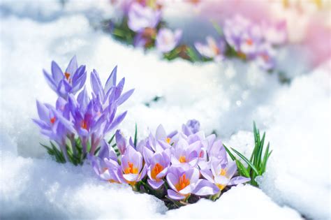 Nature Crocus 4k Ultra Hd Wallpaper