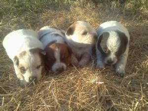 Blue heeler puppies for sale. Blue & Red Heeler Pups | Heeler puppies, Cattle dogs rule ...