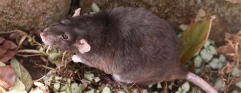 A rat can last longer without water than a camel can. About Rats - Facts and Information