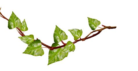 Ivy Leaf Clip Art Clipart Best