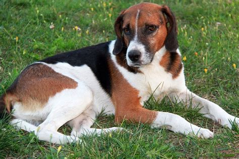 American Foxhound Dog Breed Everything You Need To Know
