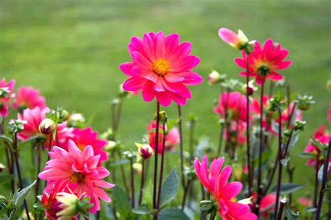 Inspirasi Penting 15 Bunga Cantik