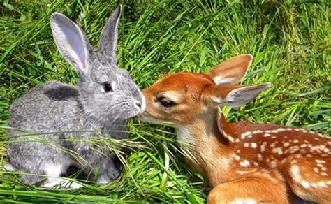 The Top 10 Cutest Unlikely Animal Friendships Red Candy Blog