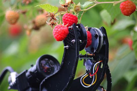 Robotic Raspberry Harvester Engineering Matters