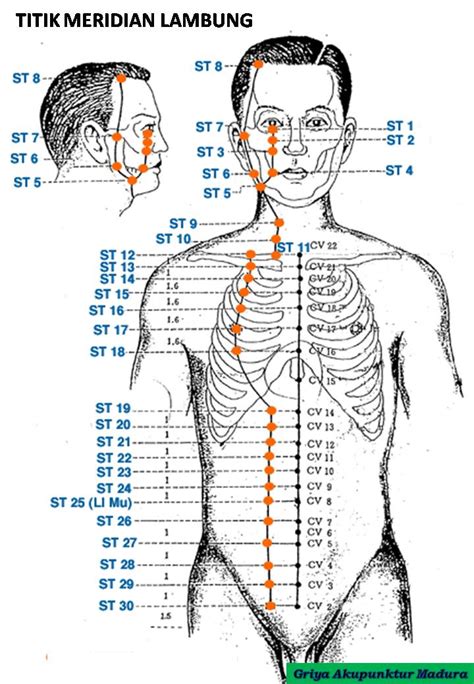 Ilmu Titik Meridian Akupuntur Dan Akupresur