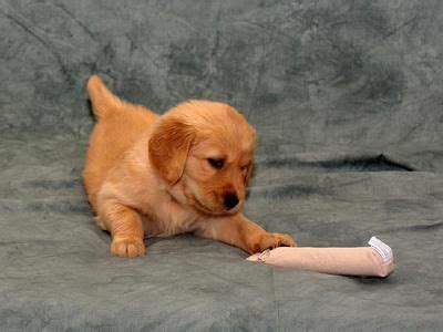 Check spelling or type a new query. Female AKC Golden Retriever (OFA) | Dogs for sale, Dogs, Dogs and puppies