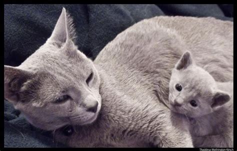 Pin By Jd Q On Russian Blue Cats Korats And Chartreux Cats Russian