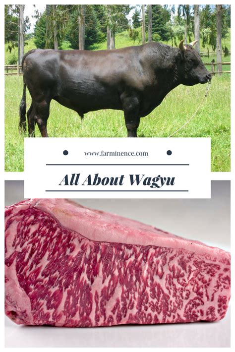 Raising Wagyu Beef Cattle Wagyu Beef Explained And Why You Need It