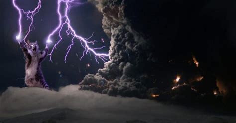 A list of the best funny zoom backgrounds with everything from cool memes, hilarious profile pictures and even crazy weird virtual images. Awesome Cat Pictures For Your Zoom Meeting Background - Wow Gallery | eBaum's World