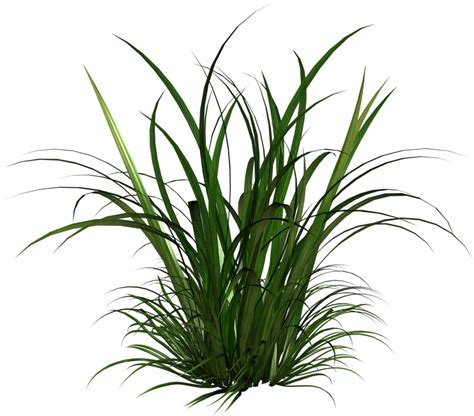 Grass Png Texture Png Image Collection