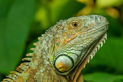 Green Iguana Ing The Tropical Forest Stock Image Image Of Jungle