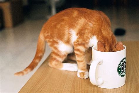 Addicted To Coffee Cats Cat Coffee Sweet Animals