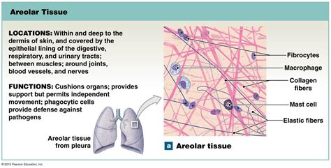 Function Of Areolar Connective Tissue