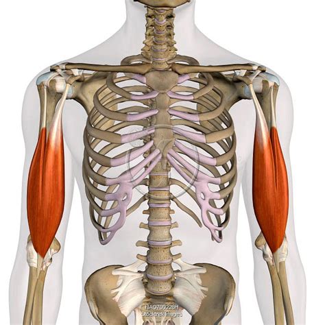 Biceps Brachii Muscles Isolated In Anterior View With Human Skeletal