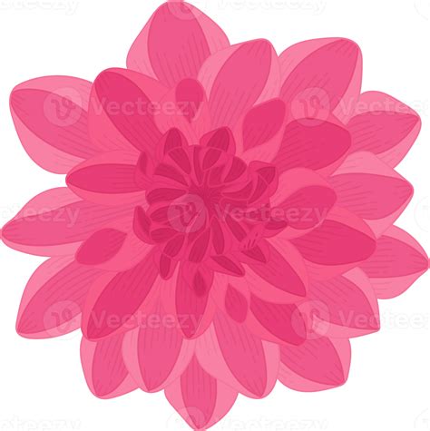 Pink Dahlia Flower Hand Drawn Illustration 10171104 Png