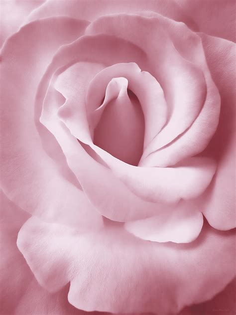 Porcelain Pink Rose Flower Photograph By Jennie Marie Schell