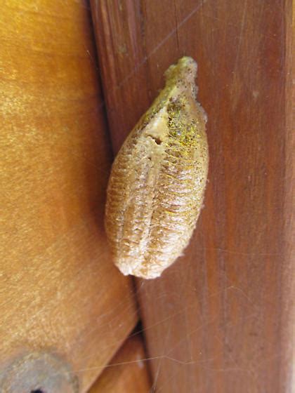 Cocoon Identification Help Mantis Religiosa Bugguidenet